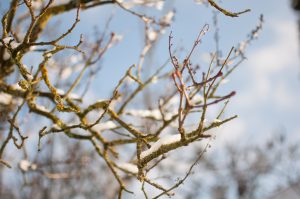 winter tree
